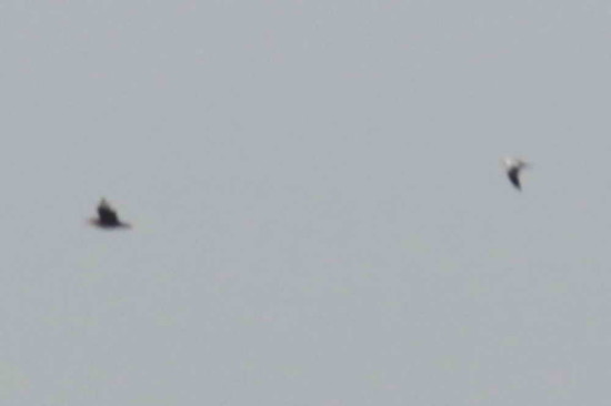 Escúa común/Chilean Skua