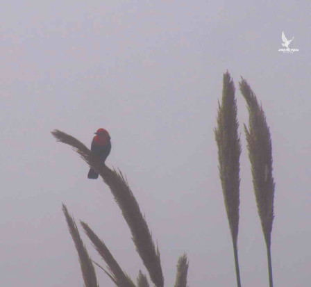 Federal/Scarlet-headed Blackbird