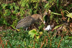 Hocó colorado/Rufescent Tiger-Heron