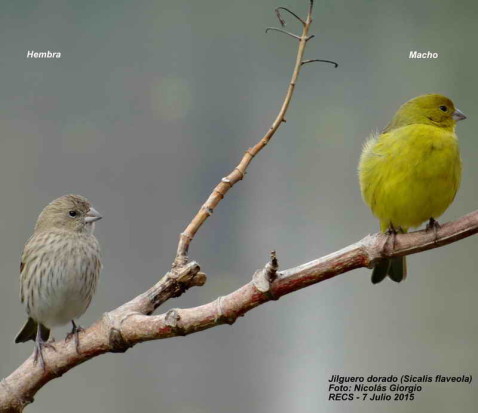 Jilguero dorado/Saffron Finch