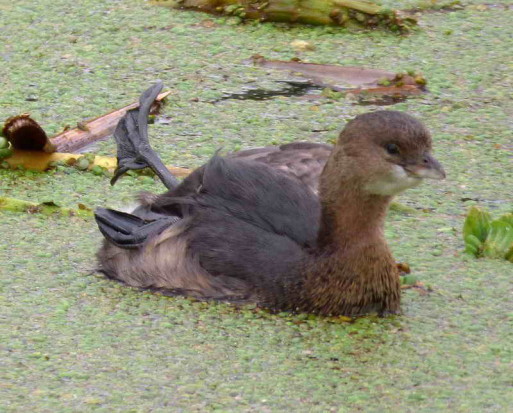 Macá pico grueso/Pied-billed Grebe