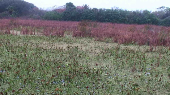 Coipos/Coypu Pond