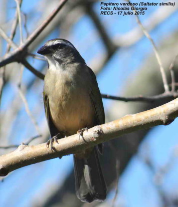 Pepitero verdoso/Green-winged Saltator