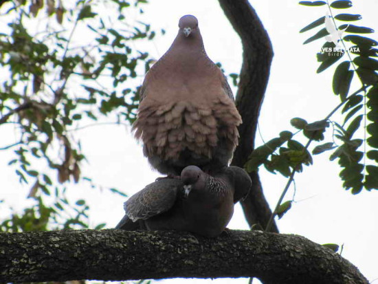 Torcaza común/Eared Dove