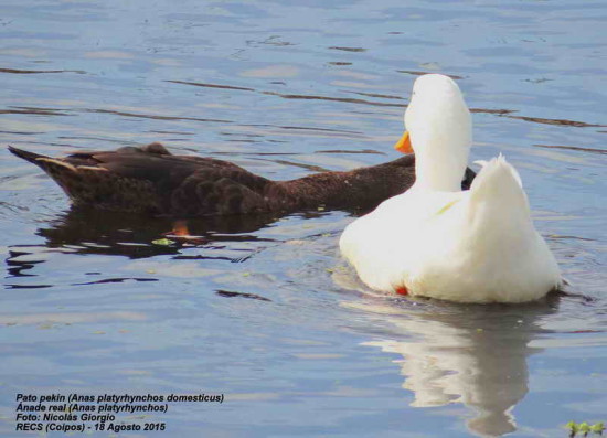 Ánade-Pekin vd/Mallard-Pekin Duck dv