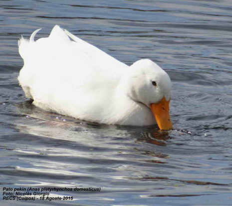 Ánade-Pekin vd/Mallard-Pekin Duck dv