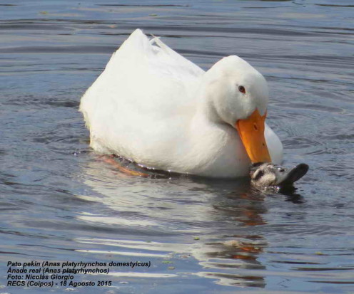 Ánade-Pekin vd/Mallard-Pekin Duck dv