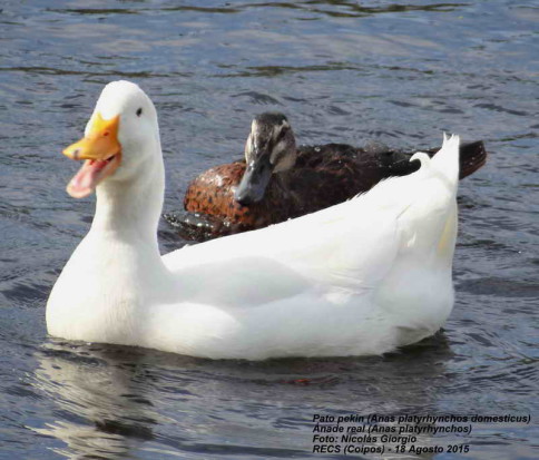 Ánade-Pekin vd/Mallard-Pekin Duck dv