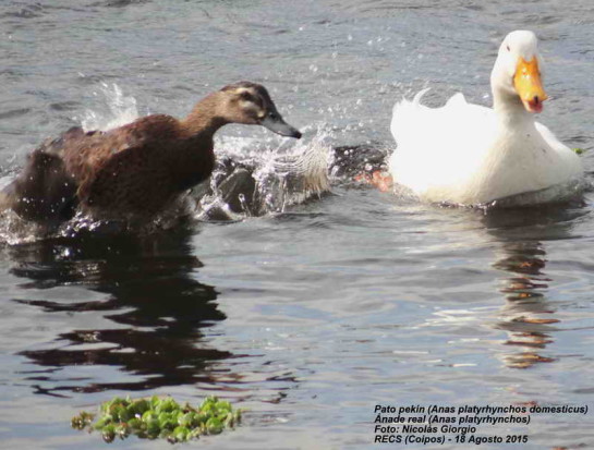 Ánade-Pekin vd/Mallard-Pekin Duck dv