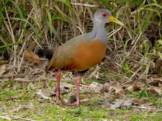 Chiricote/Grey-necked Wood-Rail