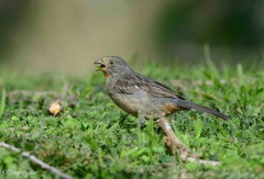 Cortarramas/White-tipped Plantcutter