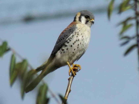 Halconcito colorado/American Kestrel