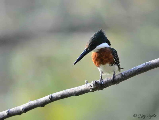 Martín pescador chico/Green Kingfisher