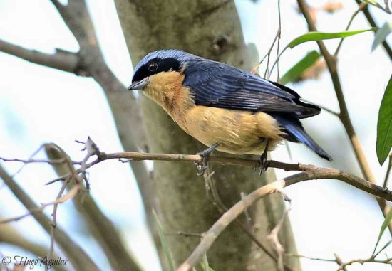 Saíra de antifaz/Fawn-breasted Tanager