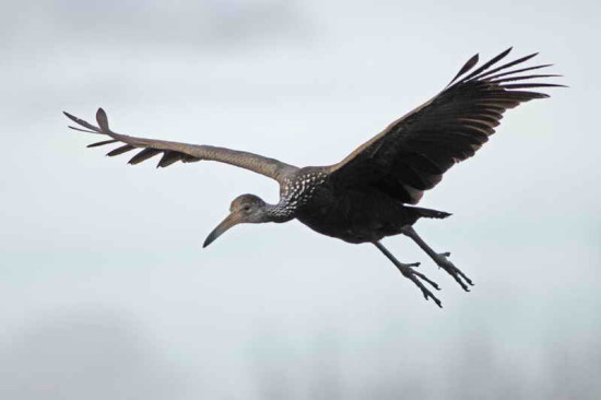 Caraú/Limpkin