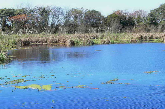 Vista de Coipos/View of Coypu Pond