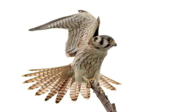 Halconcito colorado/American Kestrel