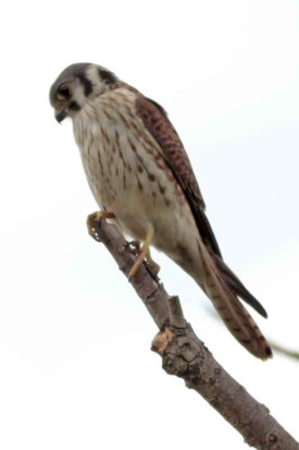 Halconcito colorado/American Kestrel