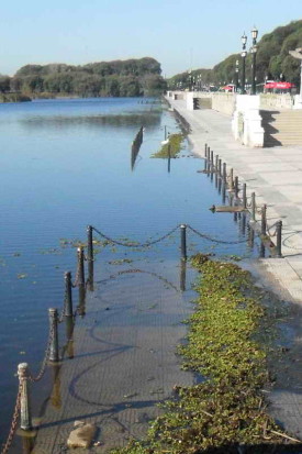 Vista Coipos/View Coypu Pond