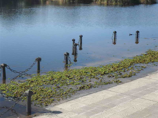 Vista Coipos/View Coypu Pond