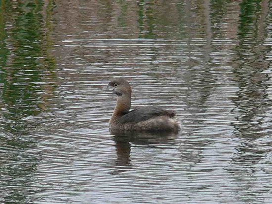 Macá pico grueso/Pied-billed Grebe