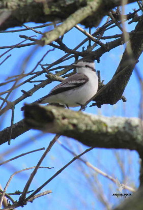 Monjita coronada/Black-crowned Monjita