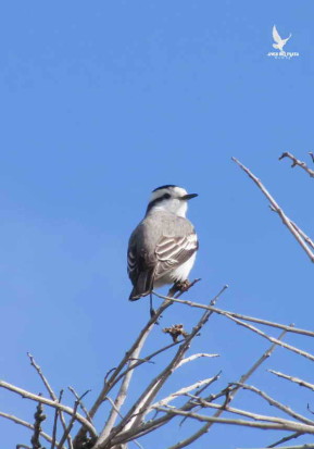 Monjita coronada/Black-crowned Monjita