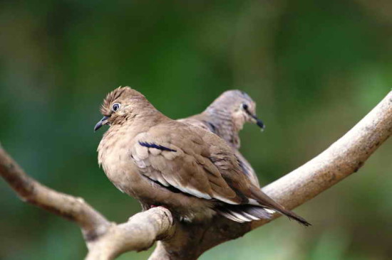 Torcacita común/Picui Ground Dove