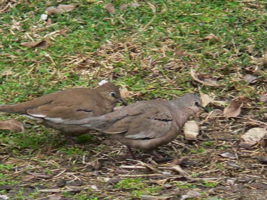 Torcacita común/Picui Ground Dove