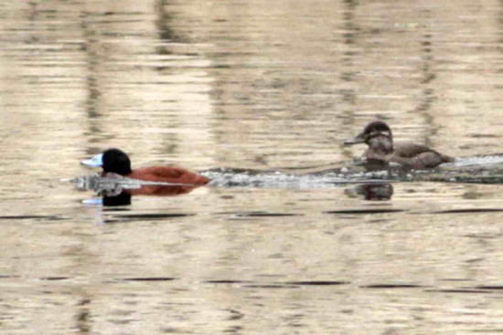 Pato zambullidor chico/Lake Duck