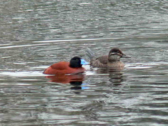 Pato zambullidor chico/Lake Duck