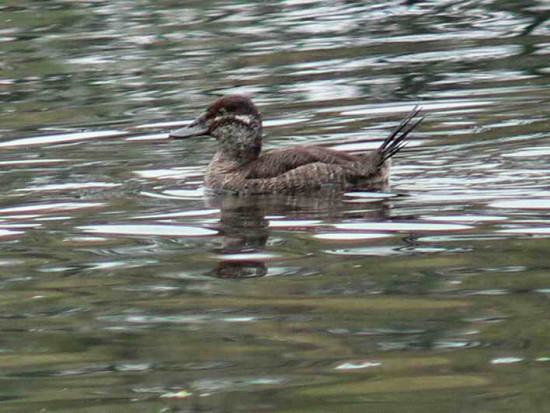 Pato zambullidor chico/Lake Duck