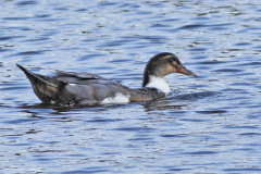 Ánade real/Mallard Duck