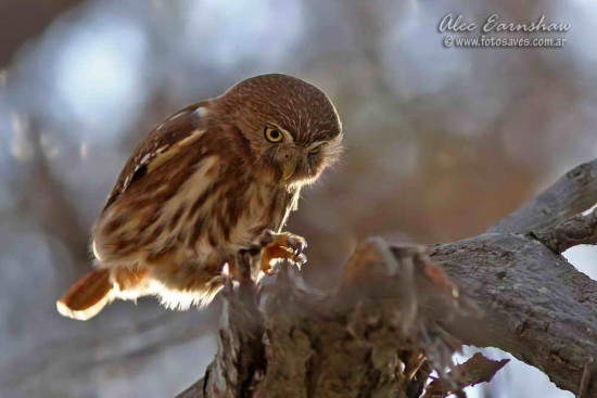 Caburé chico/Ferruginous Pygmy-Owl