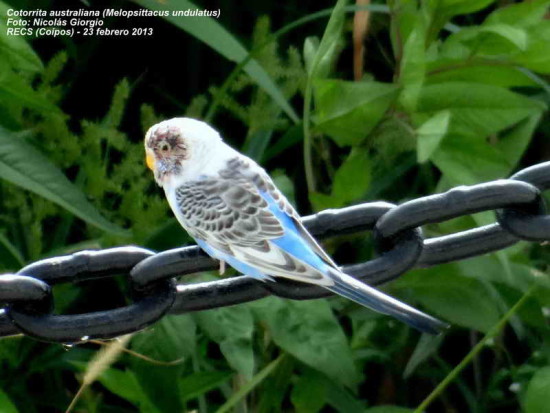 Cotorrita australiana/Budgerigar