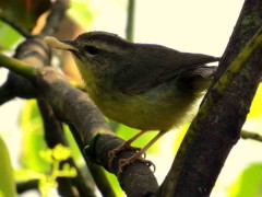 Arañero coronado chico/Golden-crowned Warbler