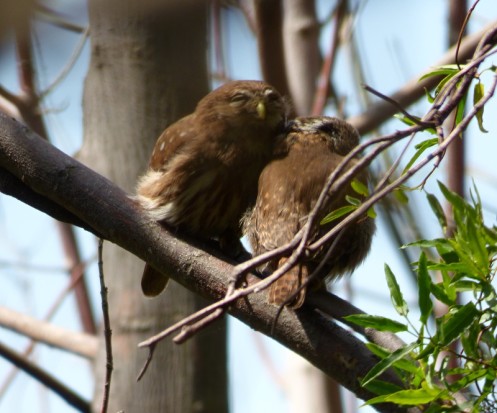 Caburé chico/Ferruginous Pygmy-Owl