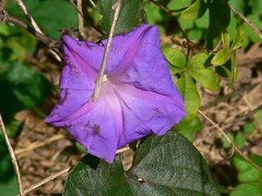 Campanilla lila/Morning glory