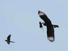 Carancho/Southern Caracara