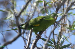 Catita chirirí/Yellow-chevroned Parakeet