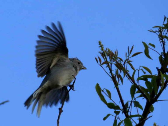 Celestino/Sayaca Tanager