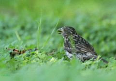 Cortarramas/White-tipped Plantcutter