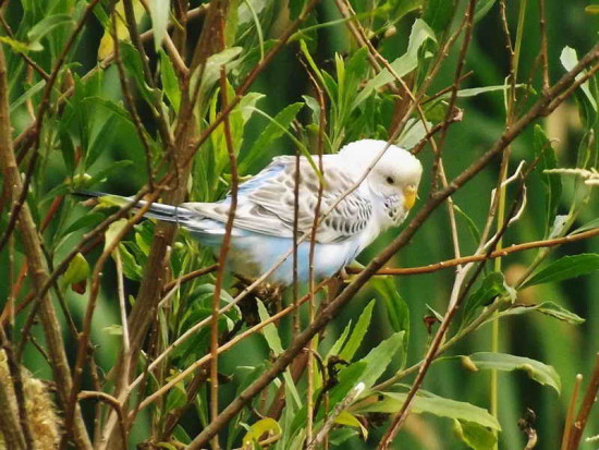 Cotorrita australiana/Budgerigar