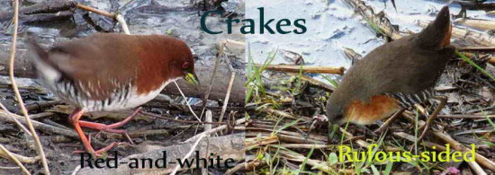 Crakes