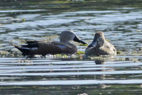 Pato cuchara/Red Shoveler