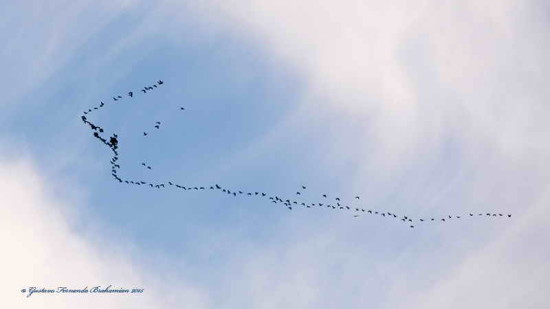 Cuervillo de cañada/White-faced Ibis