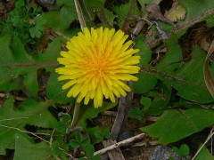 Diente de león/Common dandelion