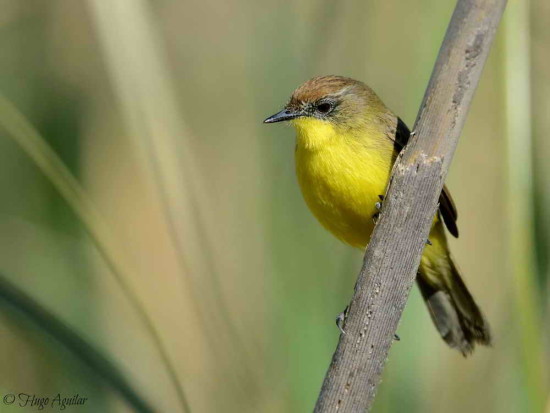 Doradito común/Warbling Doradito