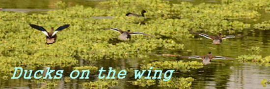 ducks on the wing