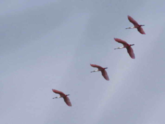 Espátula rosada/Roseate Spoonbill